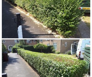 hedge before after